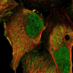 PRR7 Antibody, Novus Biologicals 0.1mL; Unlabeled:Antibodies, Polyclonal